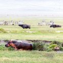 TZA_ARU_Ngorongoro_2016DEC26_Crater_035.jpg